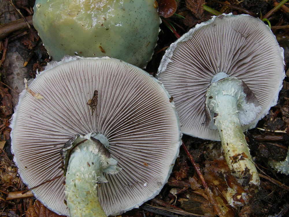 Funghi facili di ottobre(1).